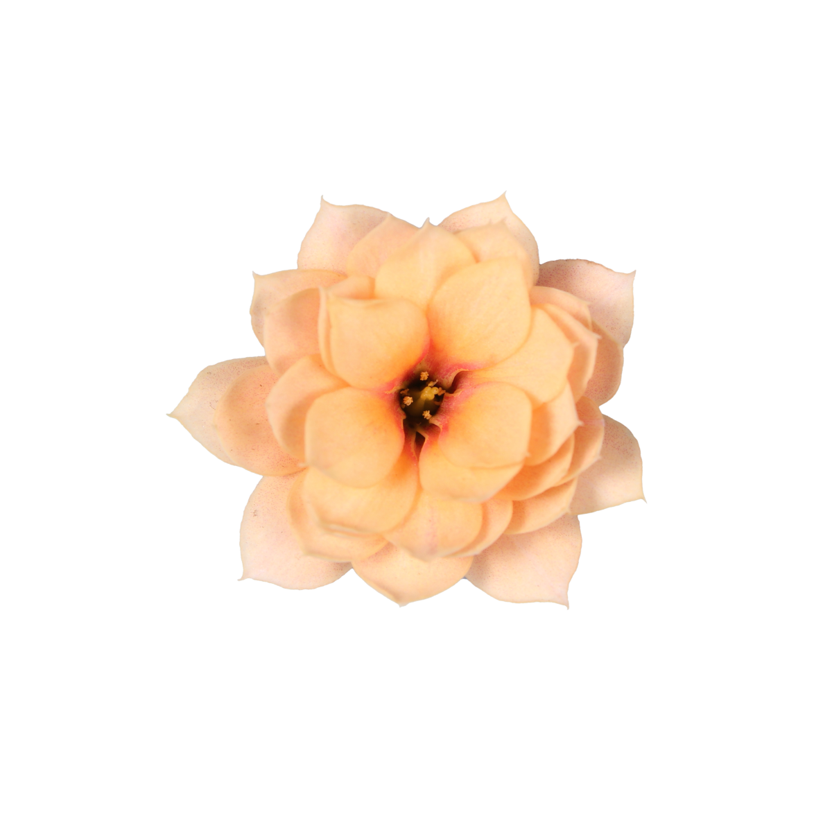 photo of SERENITY® Apricot