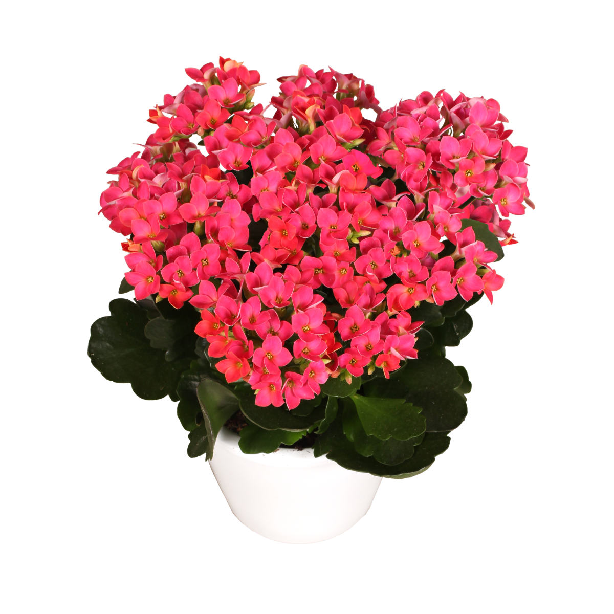 photo of DIAMOND® Sorbet