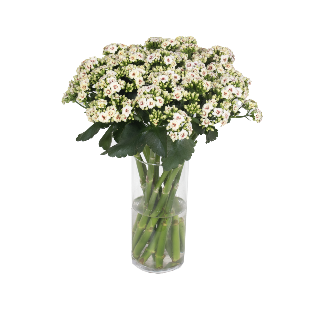 photo of Cutflower TIGER Majestic® Cream