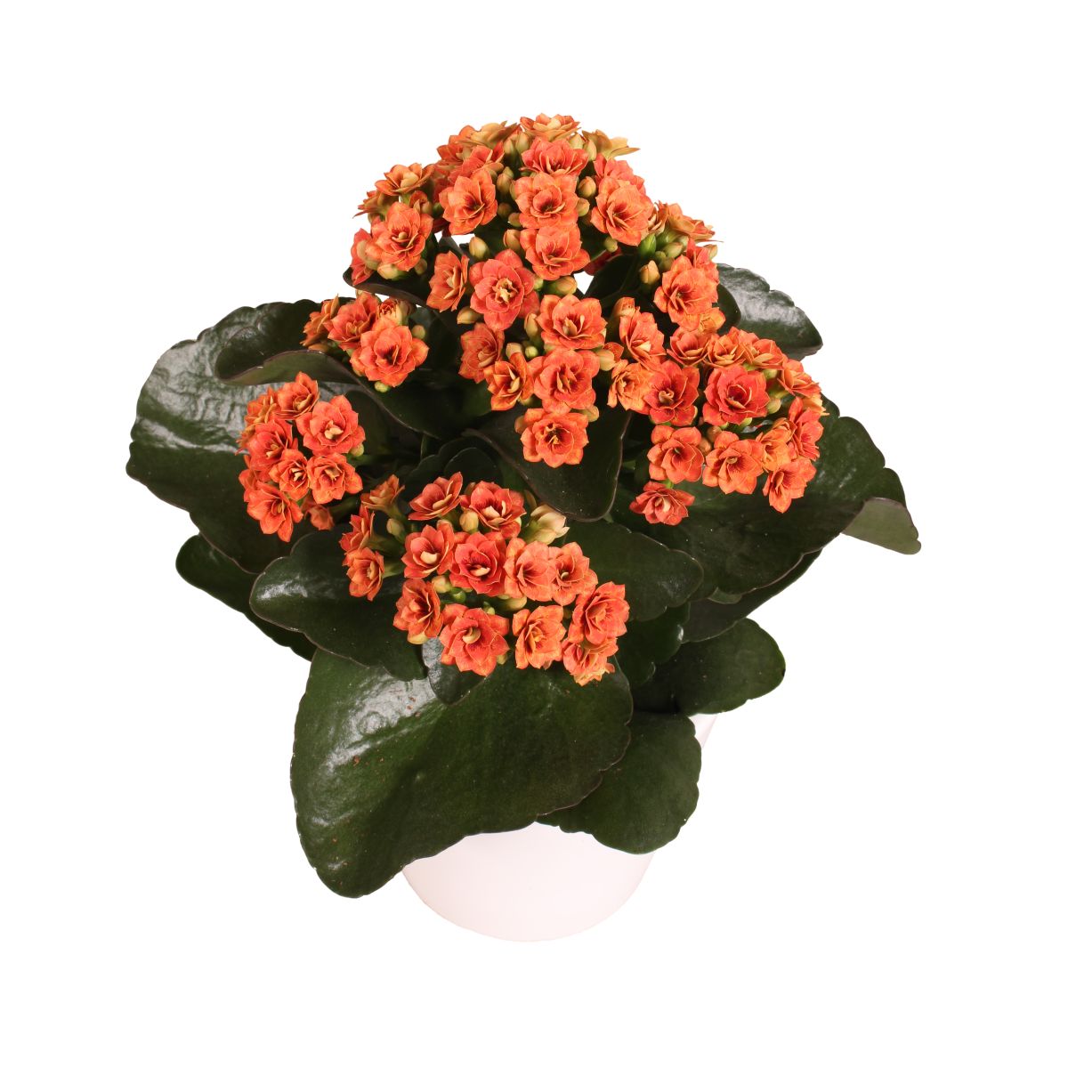 photo of TIGER Majestic® Coral