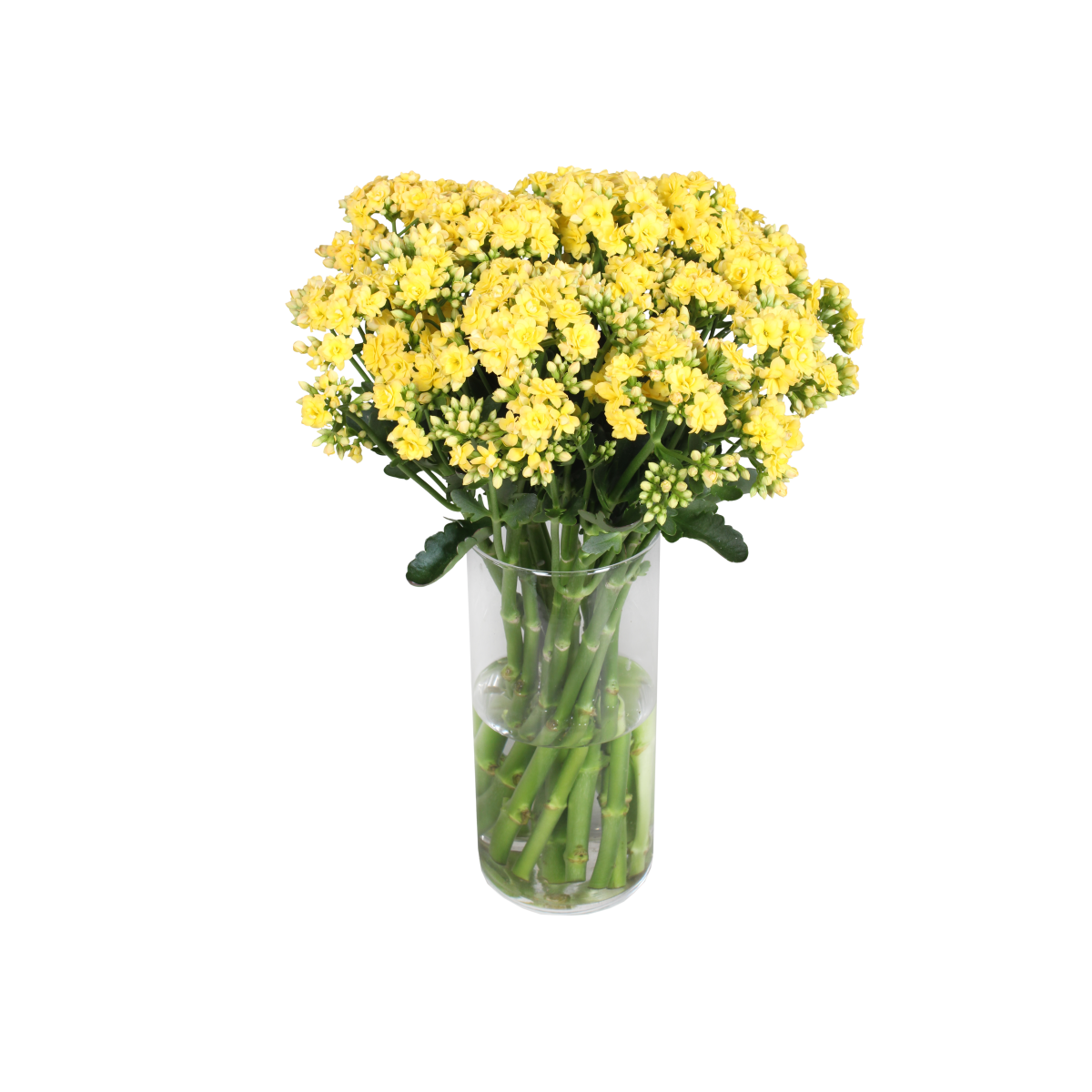 photo of Cutflower DIAMOND® Lemon