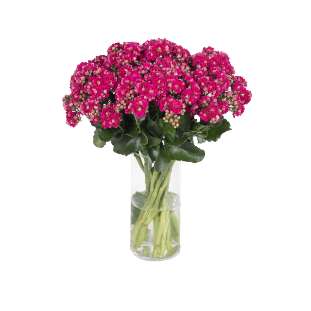 photo of Cutflower DIAMOND® Purple