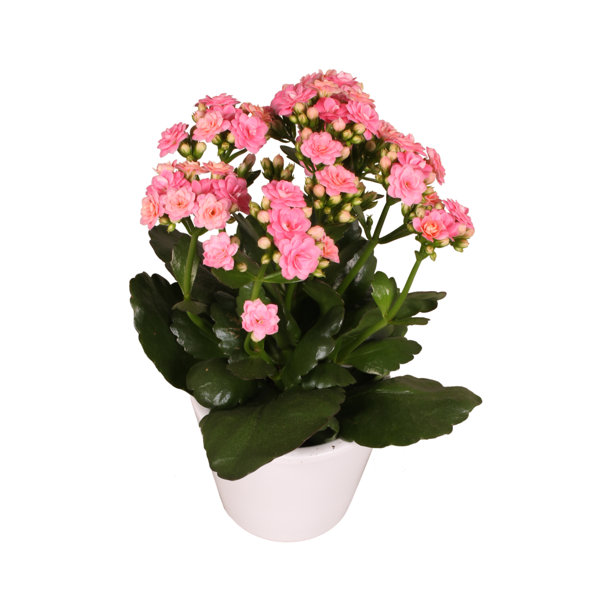 photo of DIAMOND® Amara