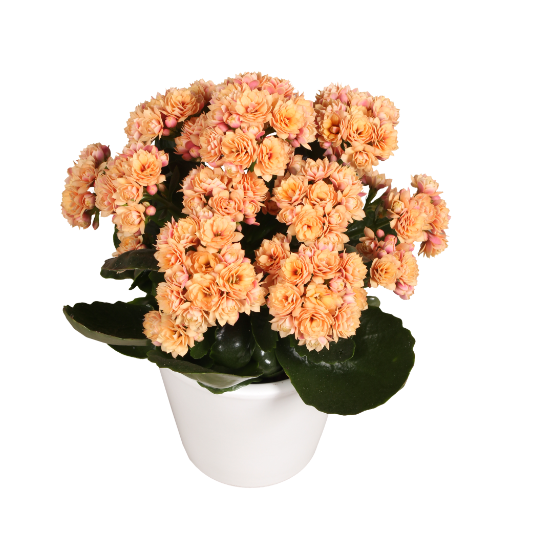 photo of SERENITY® Apricot