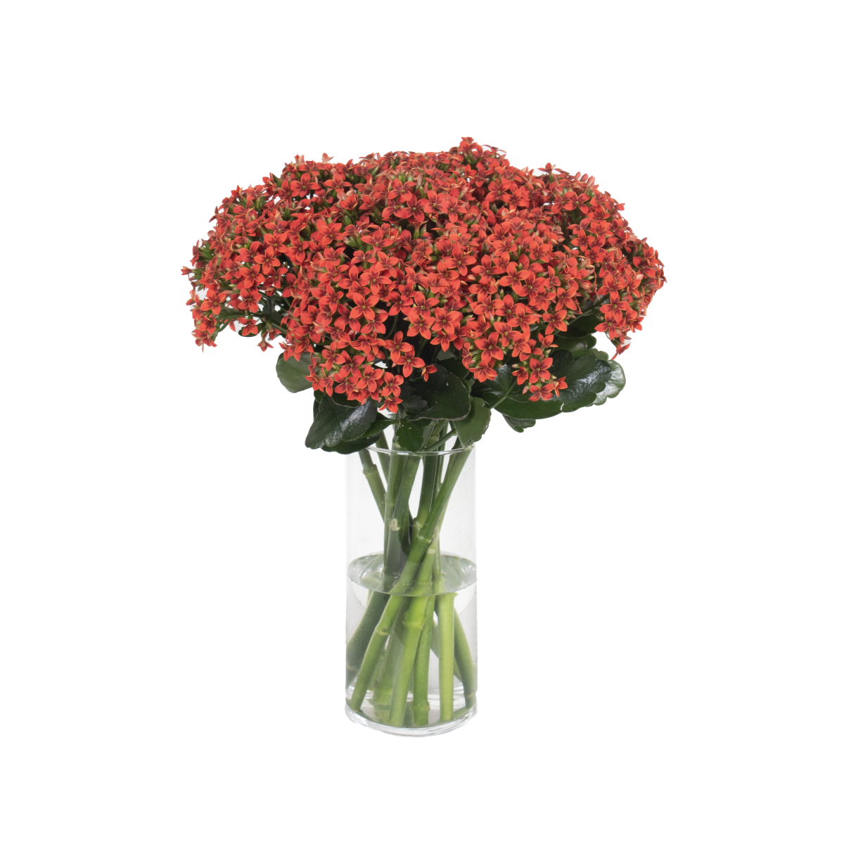 photo of Cutflower Tiger Safari® Red